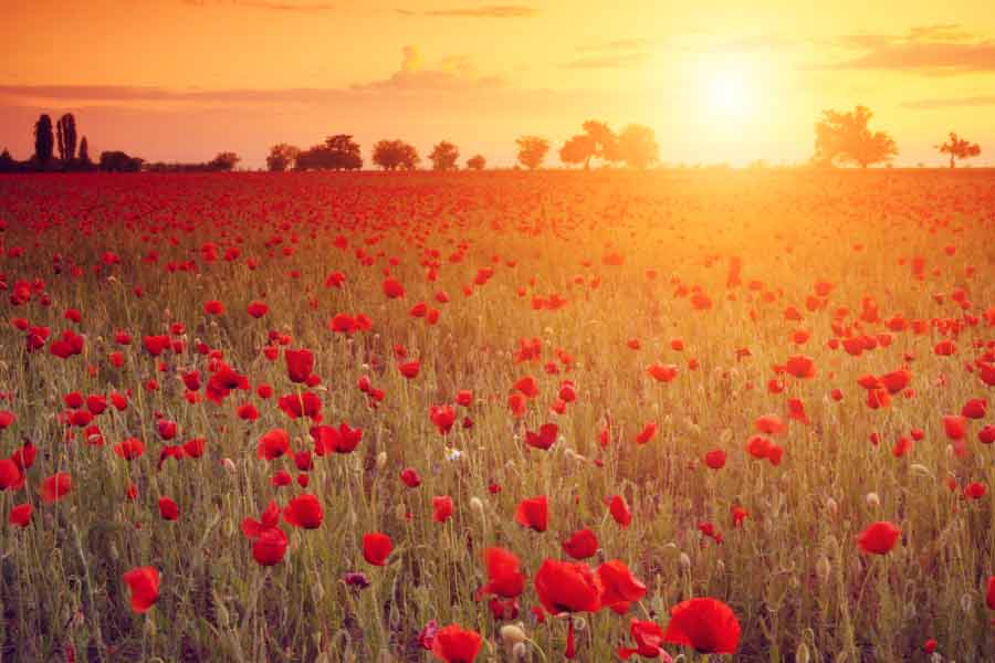 Why Is The Red Poppy A Symbol Of Memorial Day